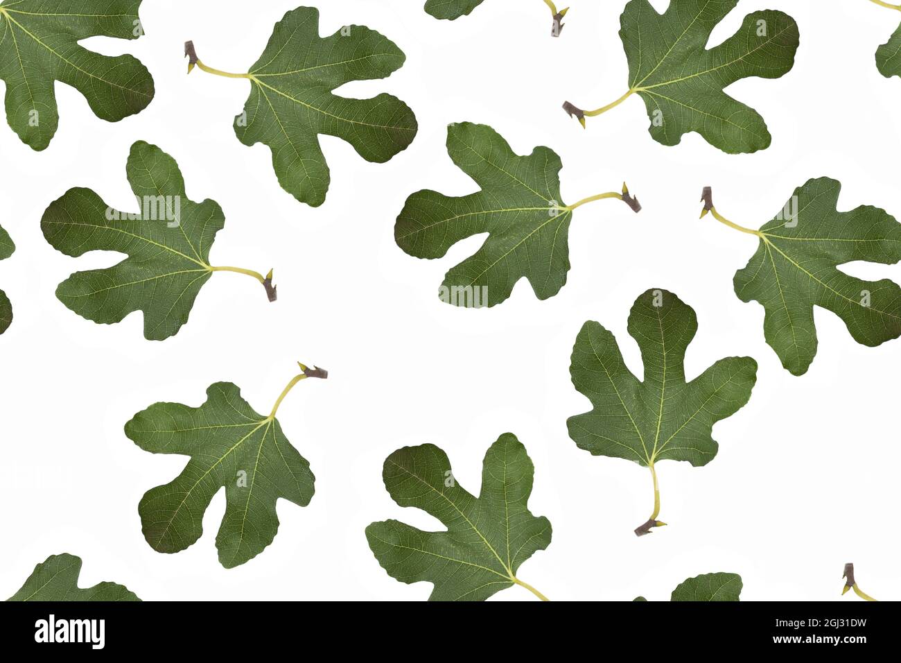 Fig leaf pattern on white isolated background Stock Photo Alamy