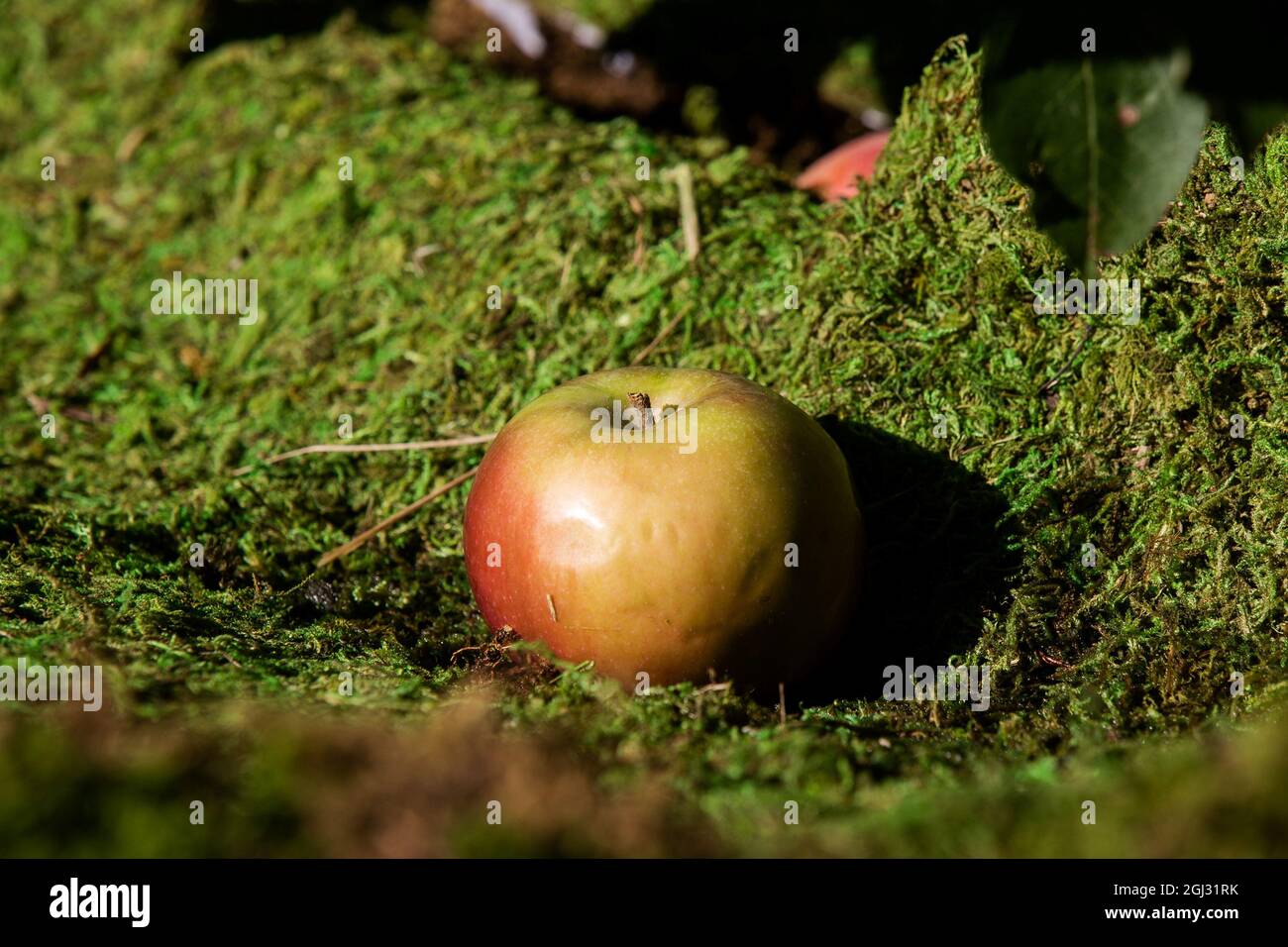 An apple lies on the grass at the Kate Spade New York Fashion Week  installation, which introduced Kate Spade's Fall 2021 limited-edition I  Love NY capsule collection and recreated an apple orchard,
