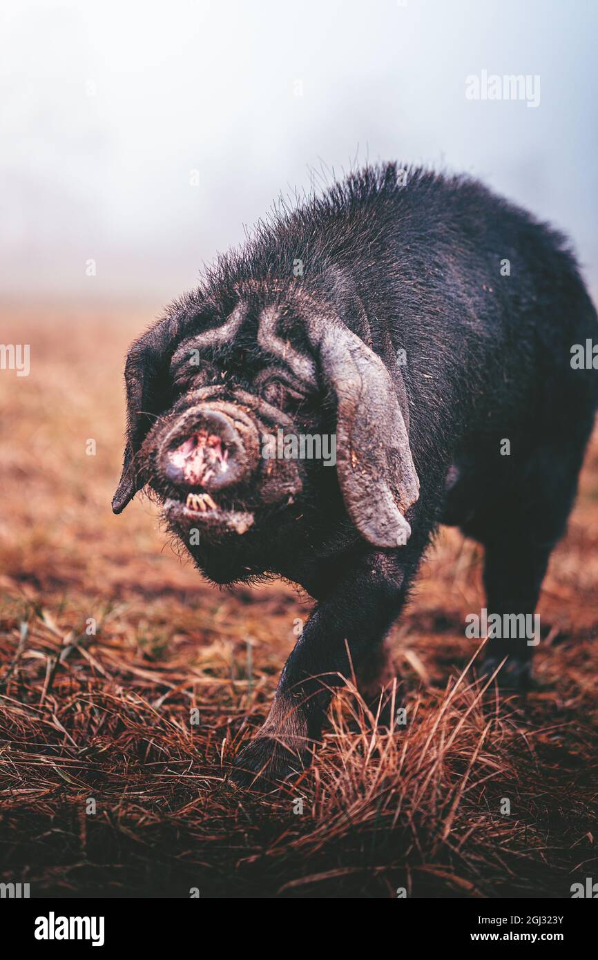 Portrait of male wild boar Stock Photo