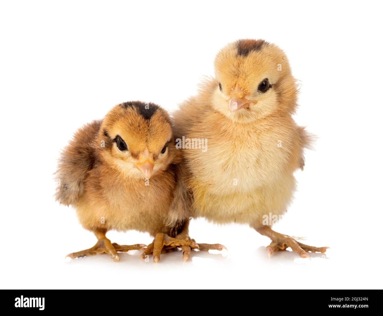 young chick in front of white background Stock Photo - Alamy