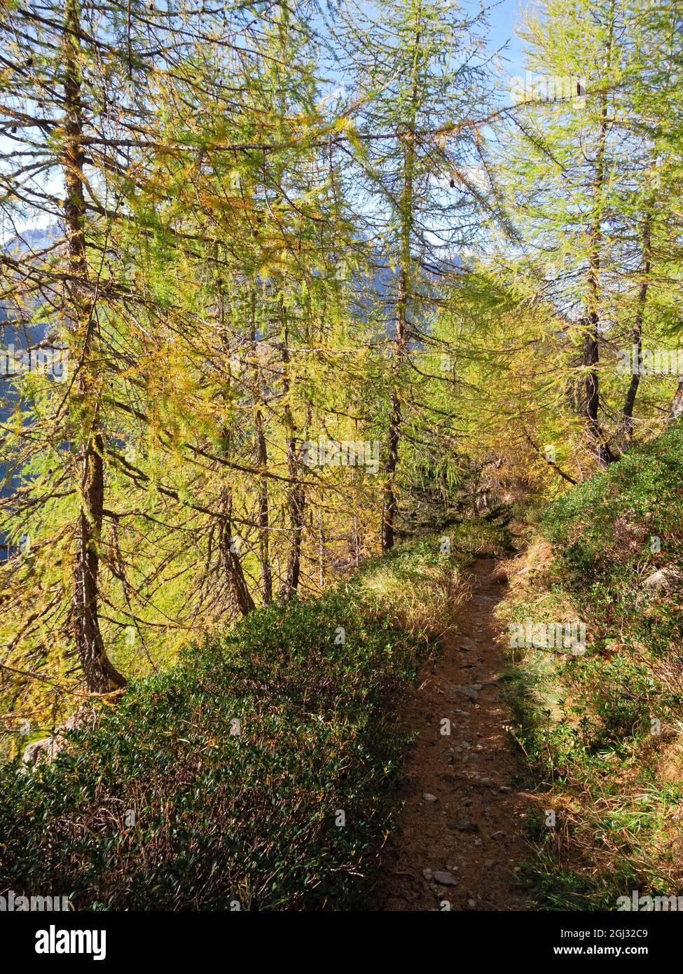 the-colors-of-autumn-in-the-woods-in-valtellina-italy-stock-photo-alamy