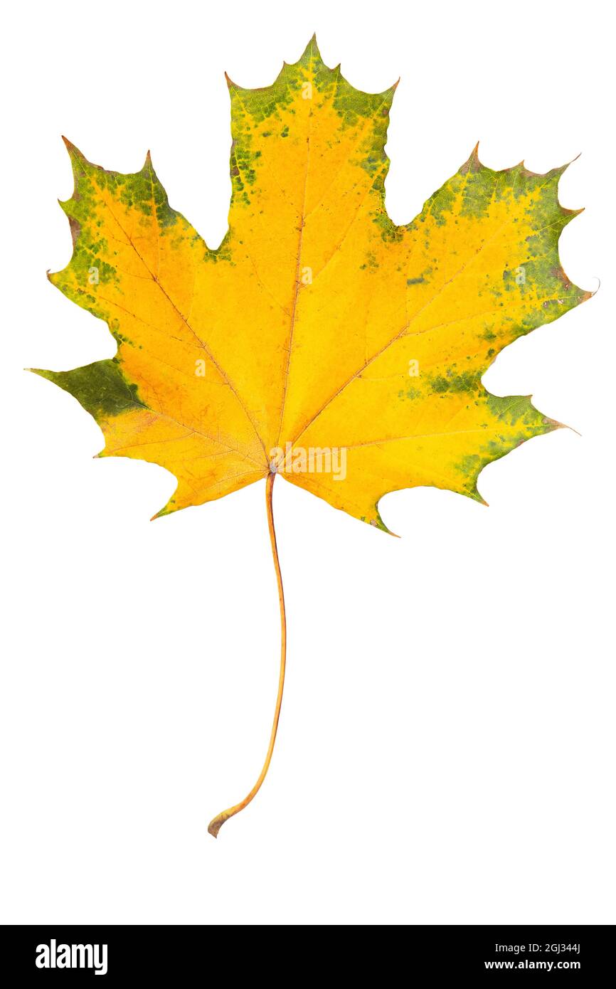 Autumn maple leaf isolated on a white background. Yellow maple leaf with green edges as design decorative element Stock Photo