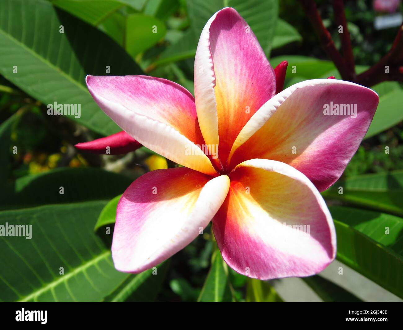 Sydney frangipani hires stock photography and images Alamy