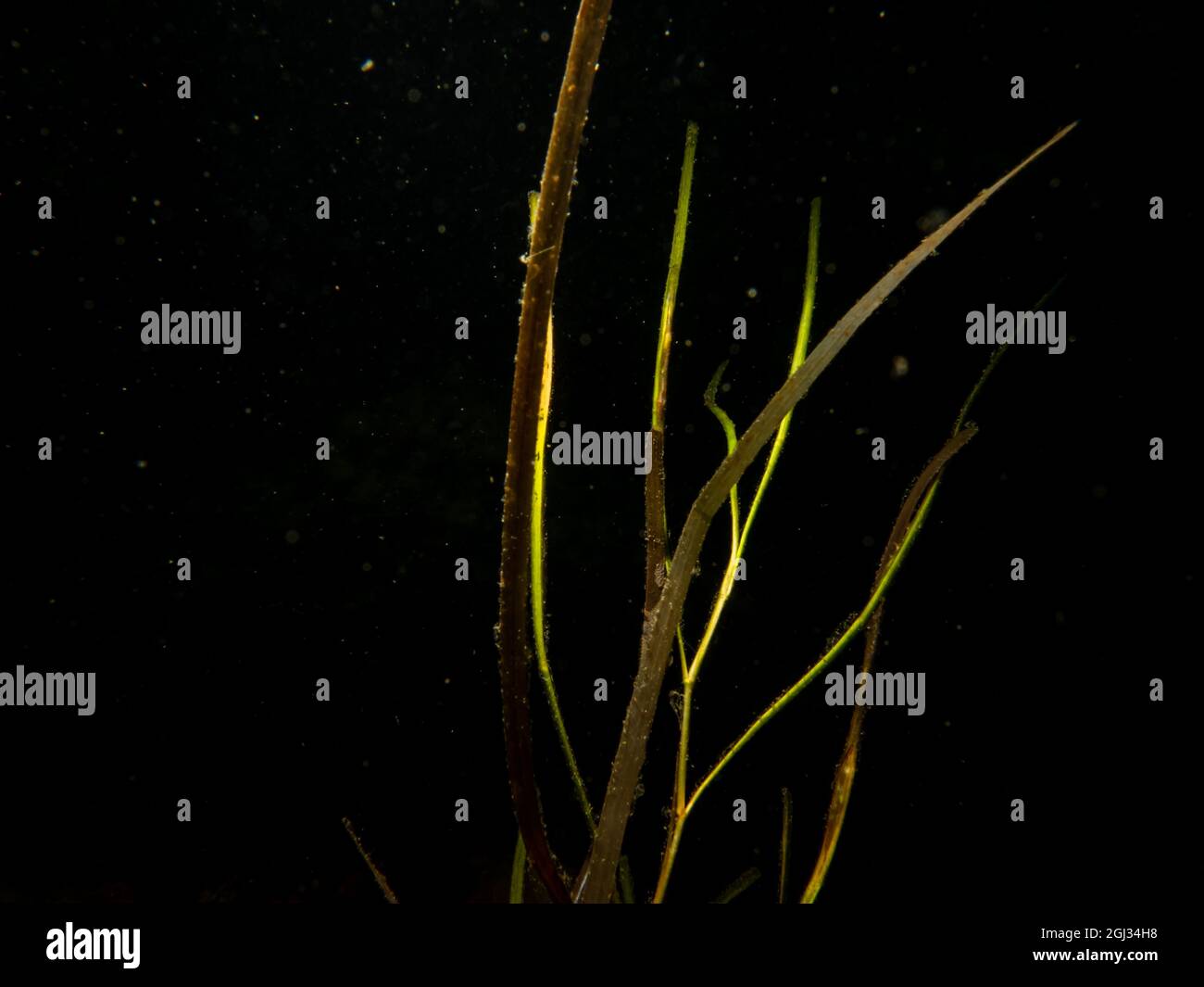 A close-up picture of seagrass. Black background. Picture from The Sound, between Sweden and Denmark Stock Photo