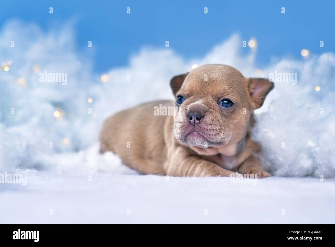 3 weeks old French Bulldog puppy lying down between fluffy clouds and stars Stock Photo