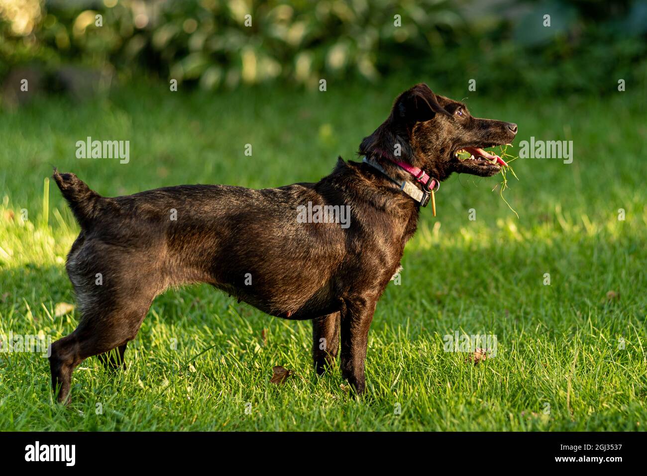 Cute dog standing in a park Stock Photo - Alamy