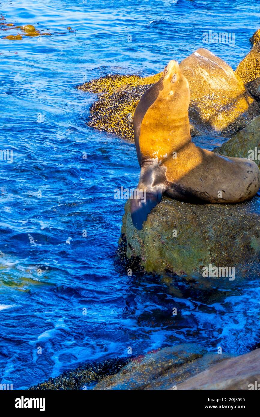Pacific Grove, California, Bay Area, San Francisco, Point Lobos