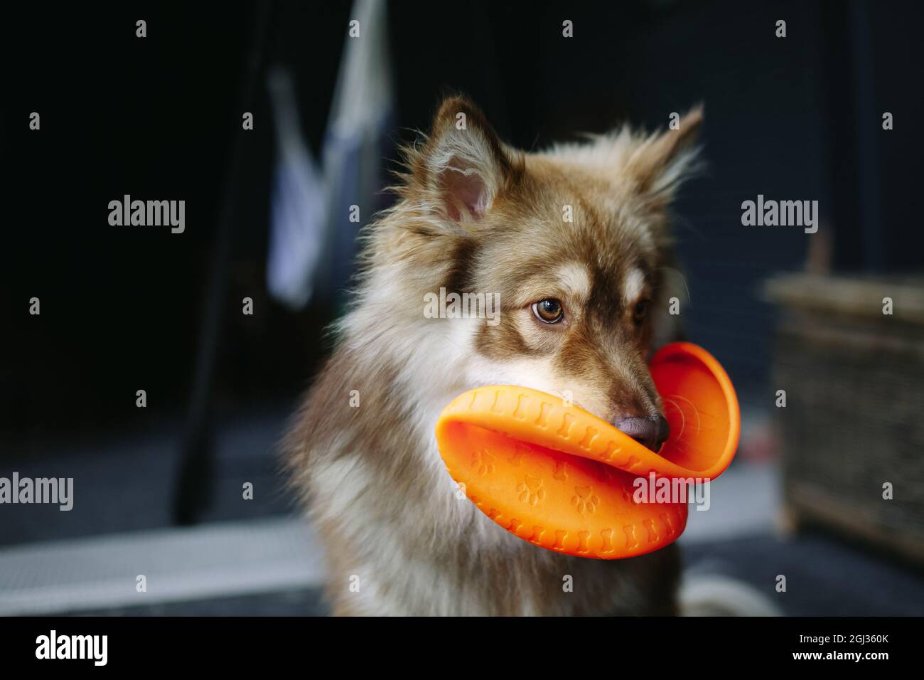 Portrait of a dog, holding an orange toy in the mouth. Finnish lapphund. Stock Photo