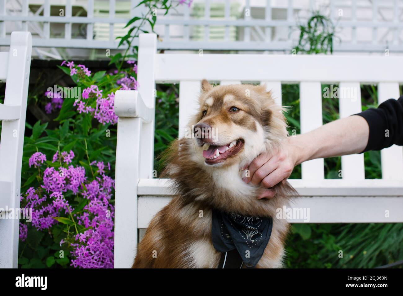 Dog (Finnish lapphund) sitting in a garden, owner petting the dog. Stock Photo