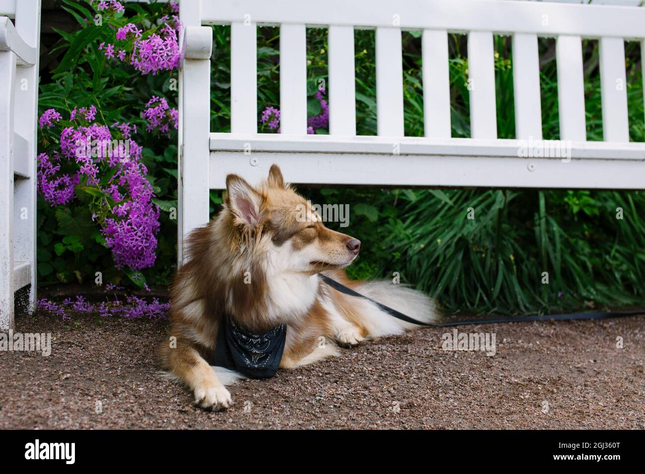 Dog lying on the ground next to a white garden bench. Flowers in the background. Finnish lapphund. Stock Photo