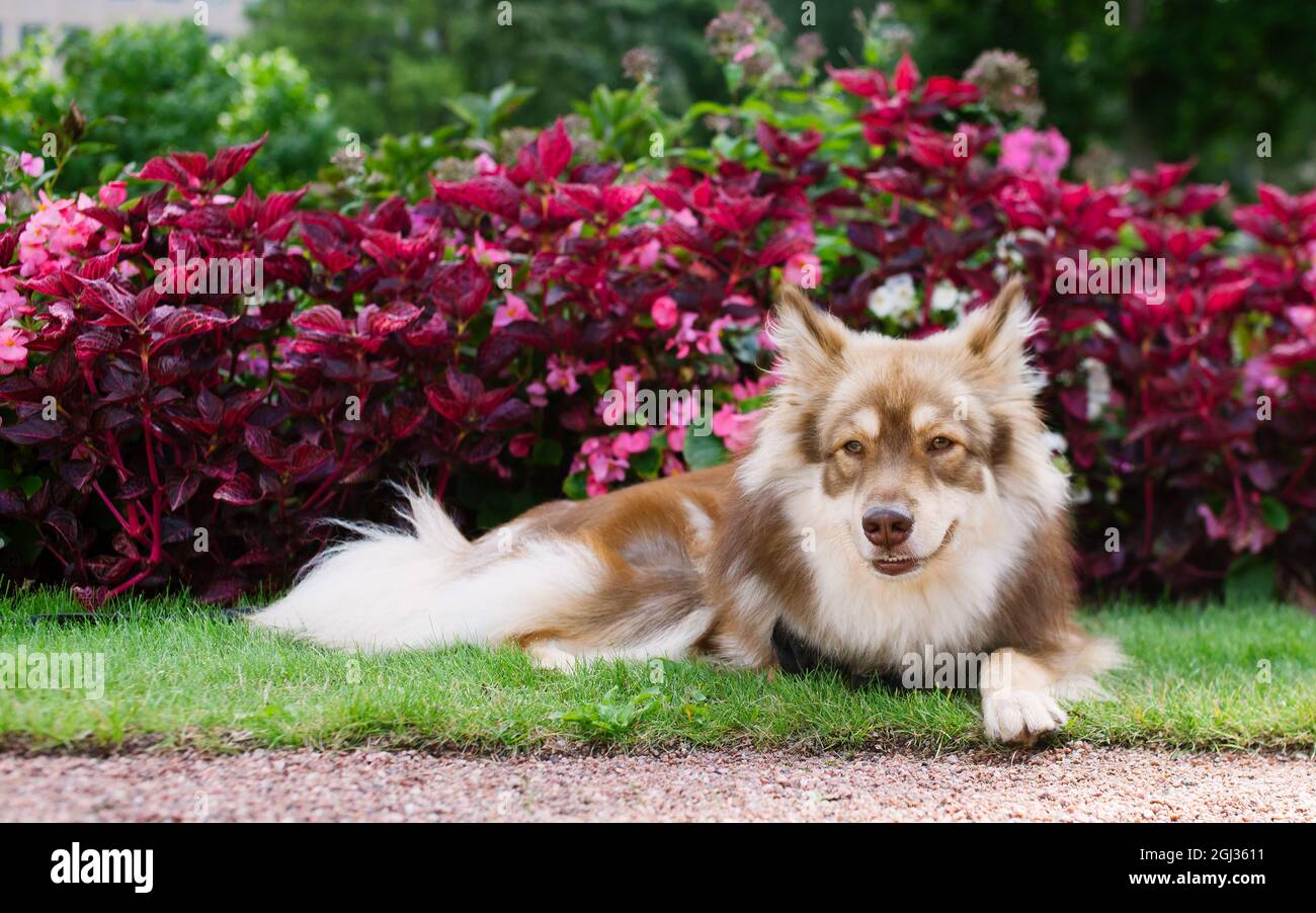 Dog with flowers, lying on grass in a garden. Finnish lapphund. Stock Photo