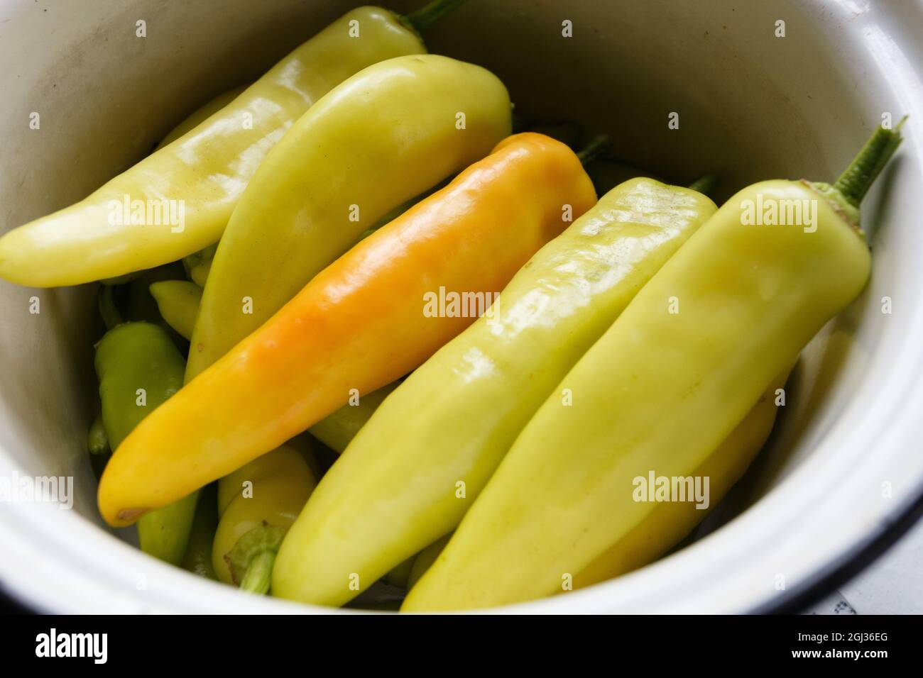 Fresh white bitter peppers in the pot, close-up Stock Photo