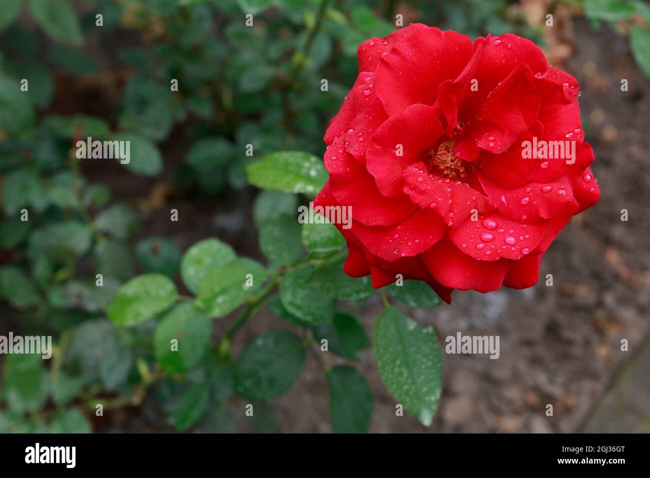 Beautiful red rose in a garden after rain Stock Photo