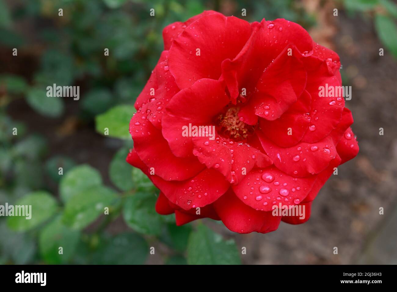 Beautiful red rose in a garden after rain Stock Photo