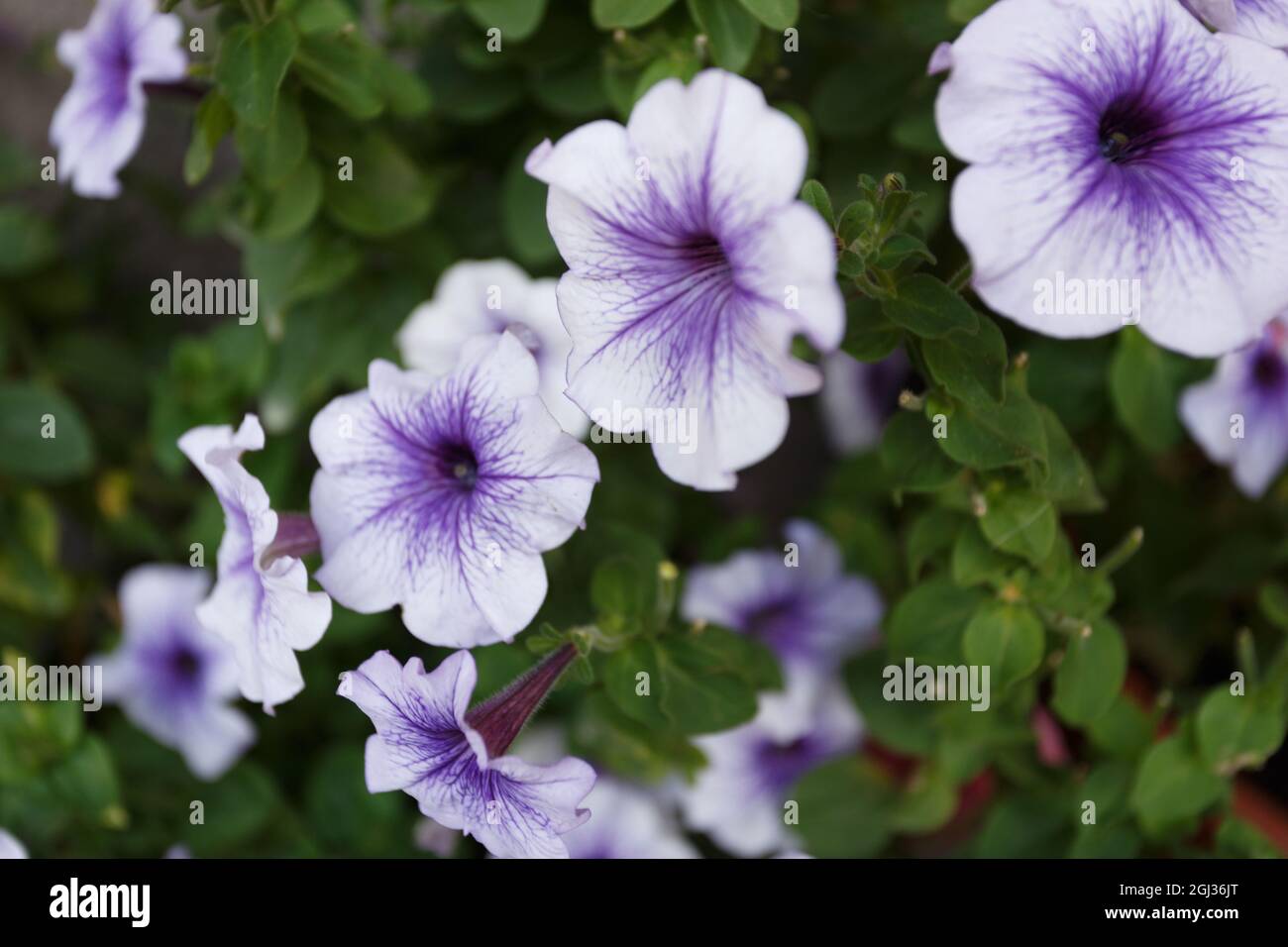 Purple petunia flowers in the garden close up Stock Photo