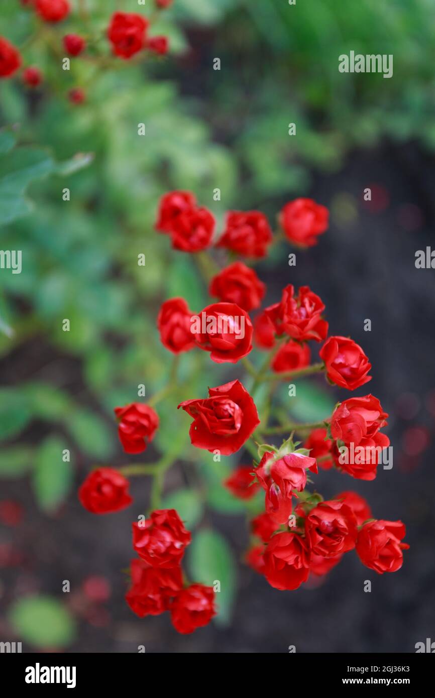 Small red rose in the summer gsrden, close up Stock Photo