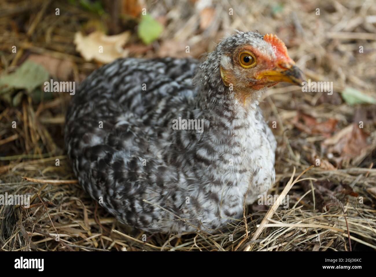 Grey chick in the garden, close-up Stock Photo