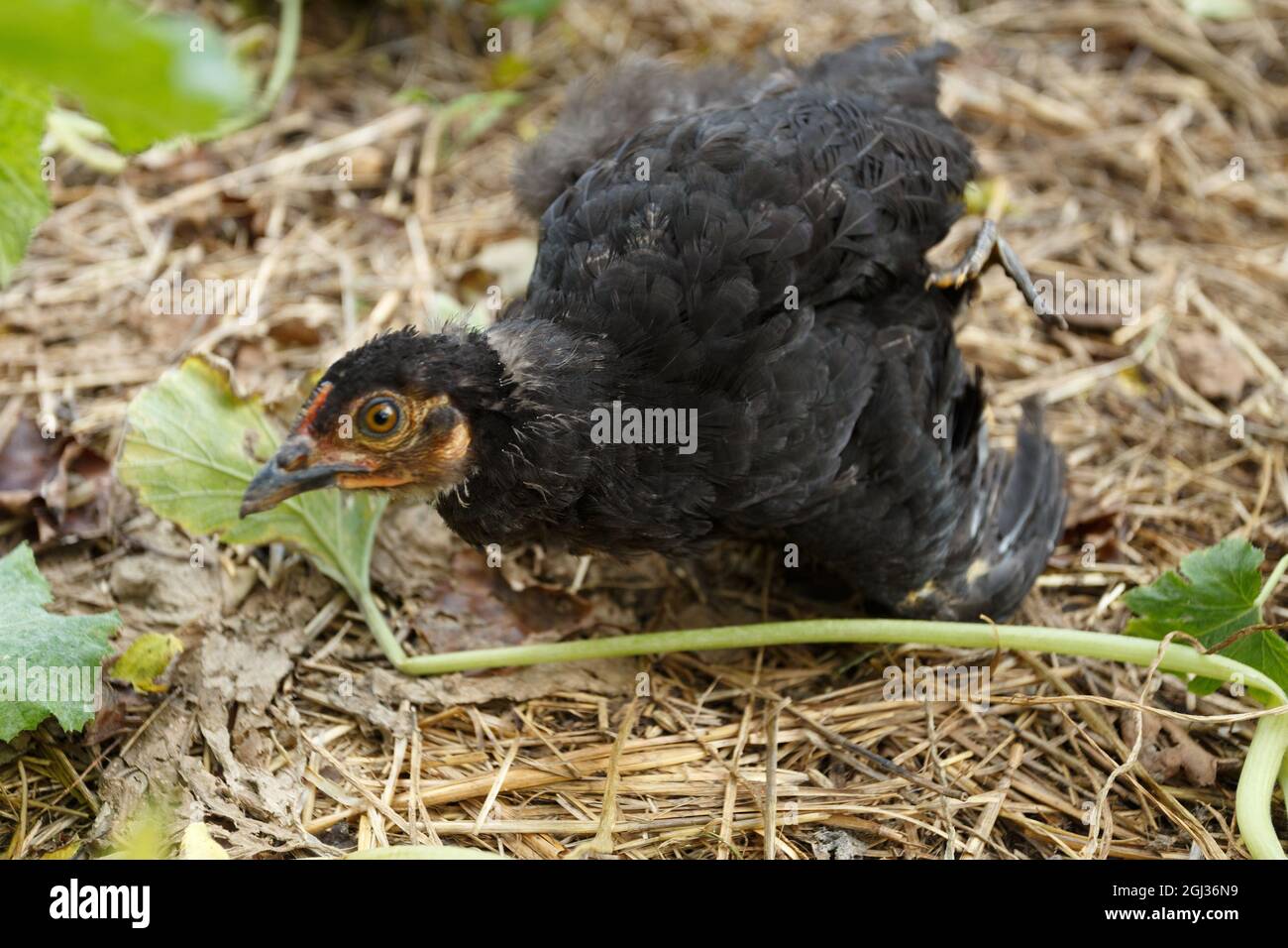 Black chick in the garden, close-up Stock Photo