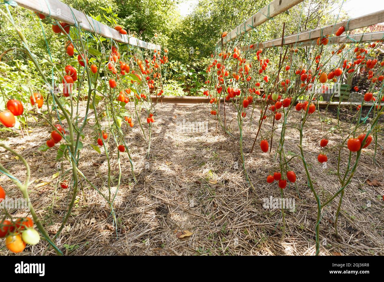 Ripe tomatoes growing on a branch in the garden Stock Photo