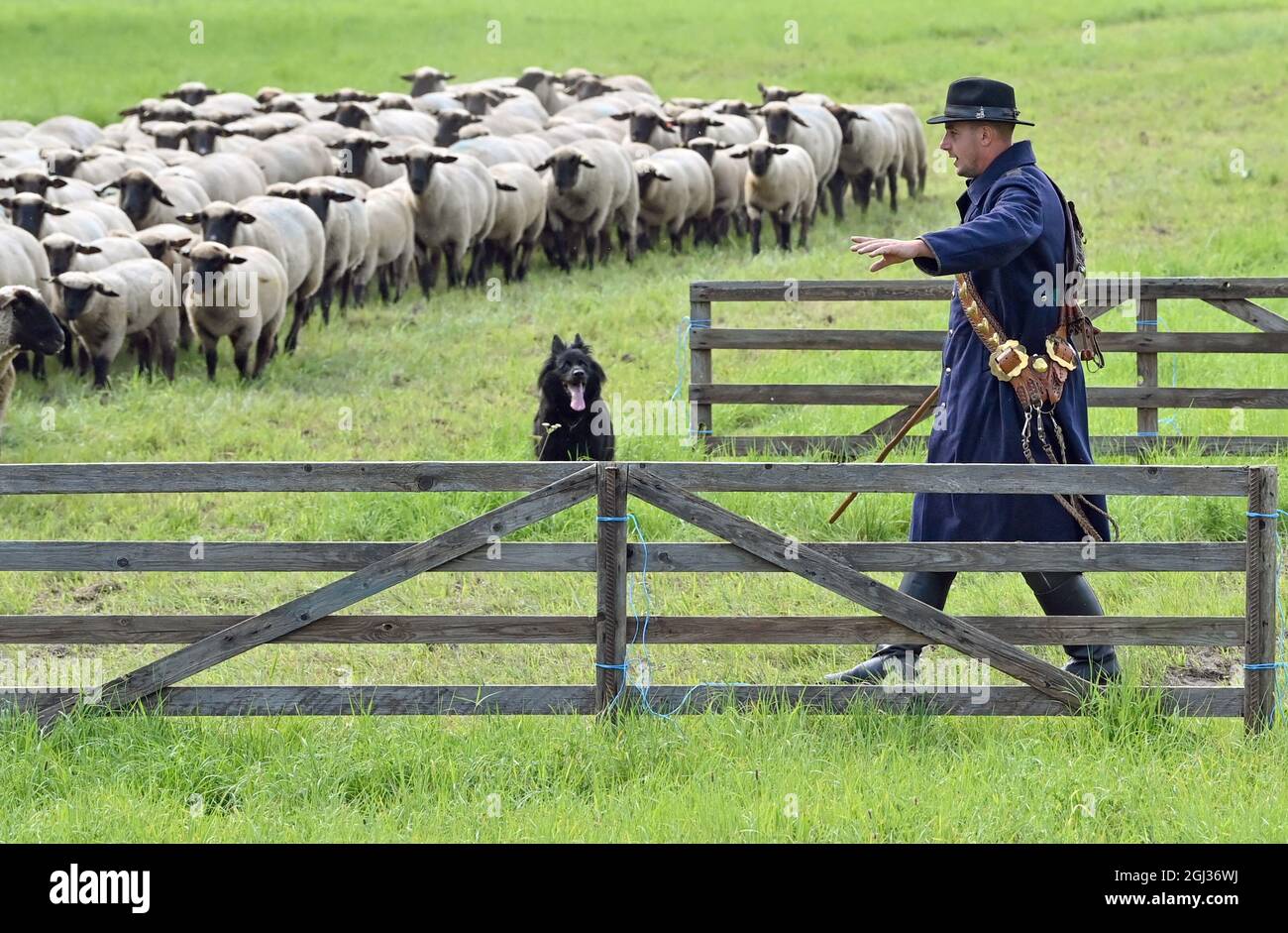 05 September 2021, Brandenburg, Altlandsberg: Sascha Bräuning, shepherd,  participates with a flock of black-headed meat sheep in the Brandenburg  shepherds' state competition 2021. Only three shepherds took part in this  year's competition