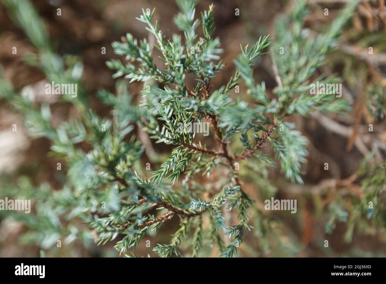 Juniper bush in the garden, close-up Stock Photo