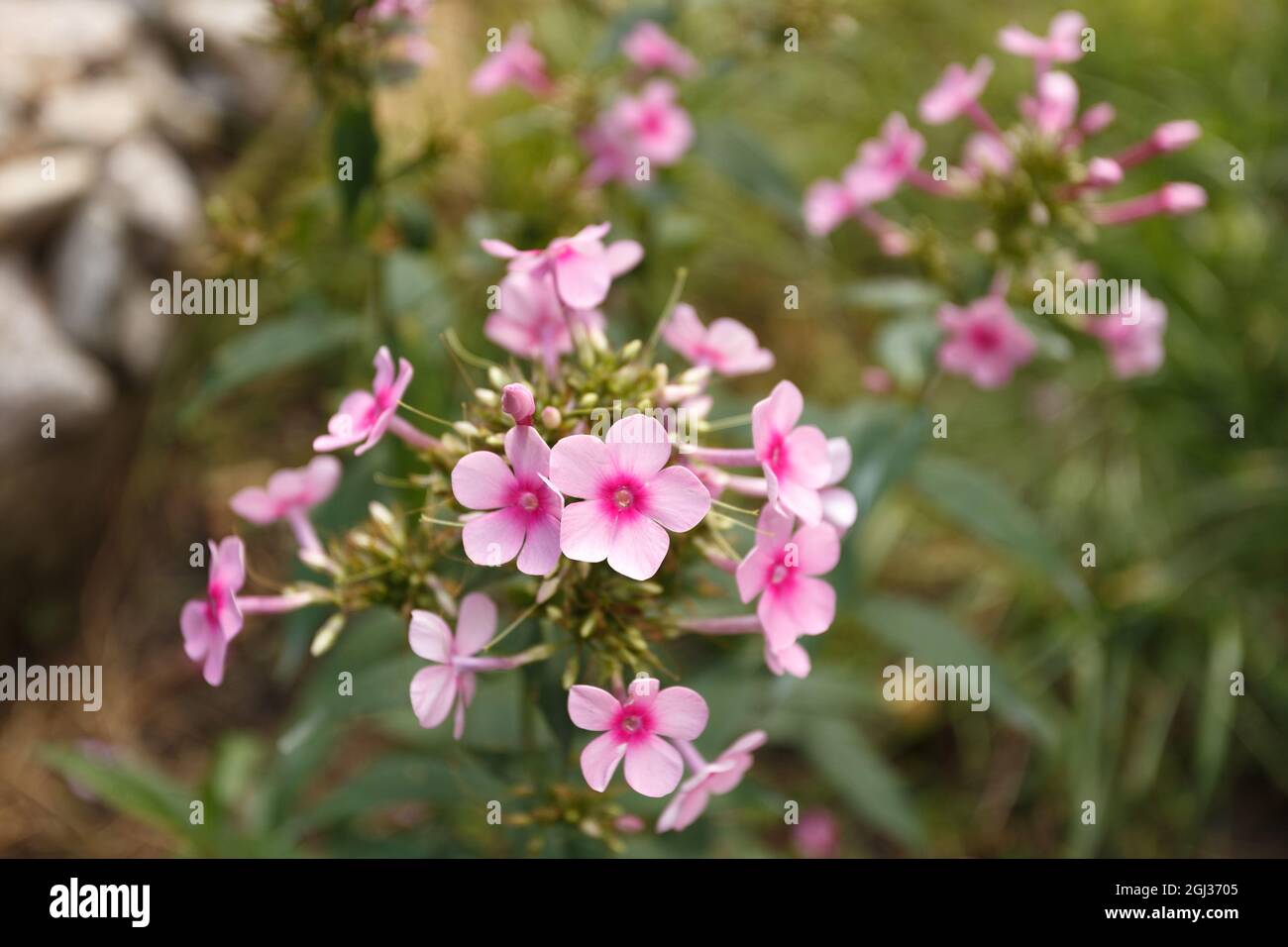 Pink phloxes blossoming in the summer garden Stock Photo