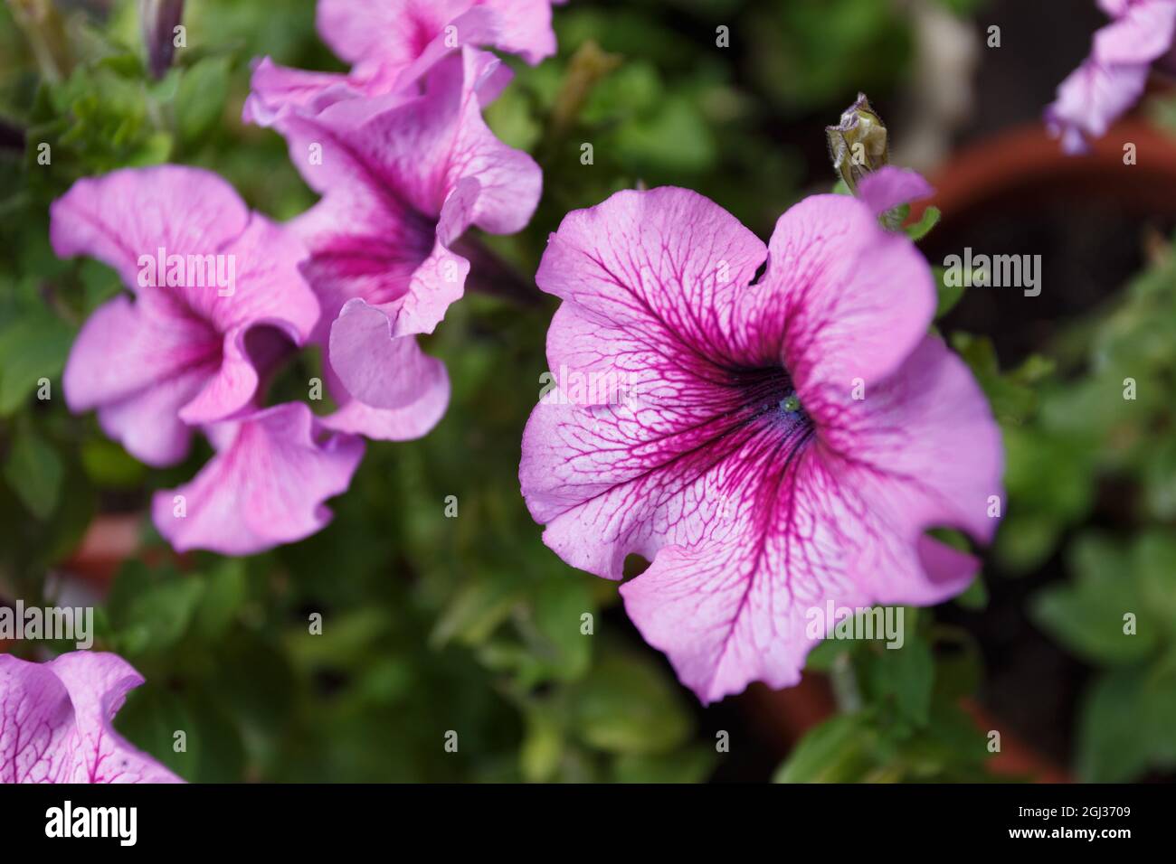 Pink petunia flowers in the garden close up Stock Photo