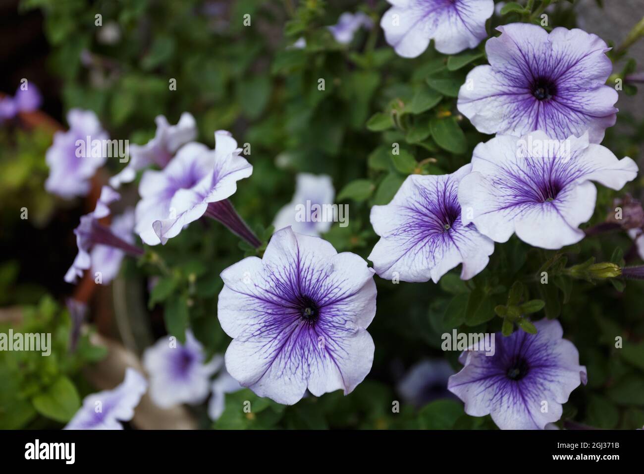 Purple petunia flowers in the garden close up Stock Photo