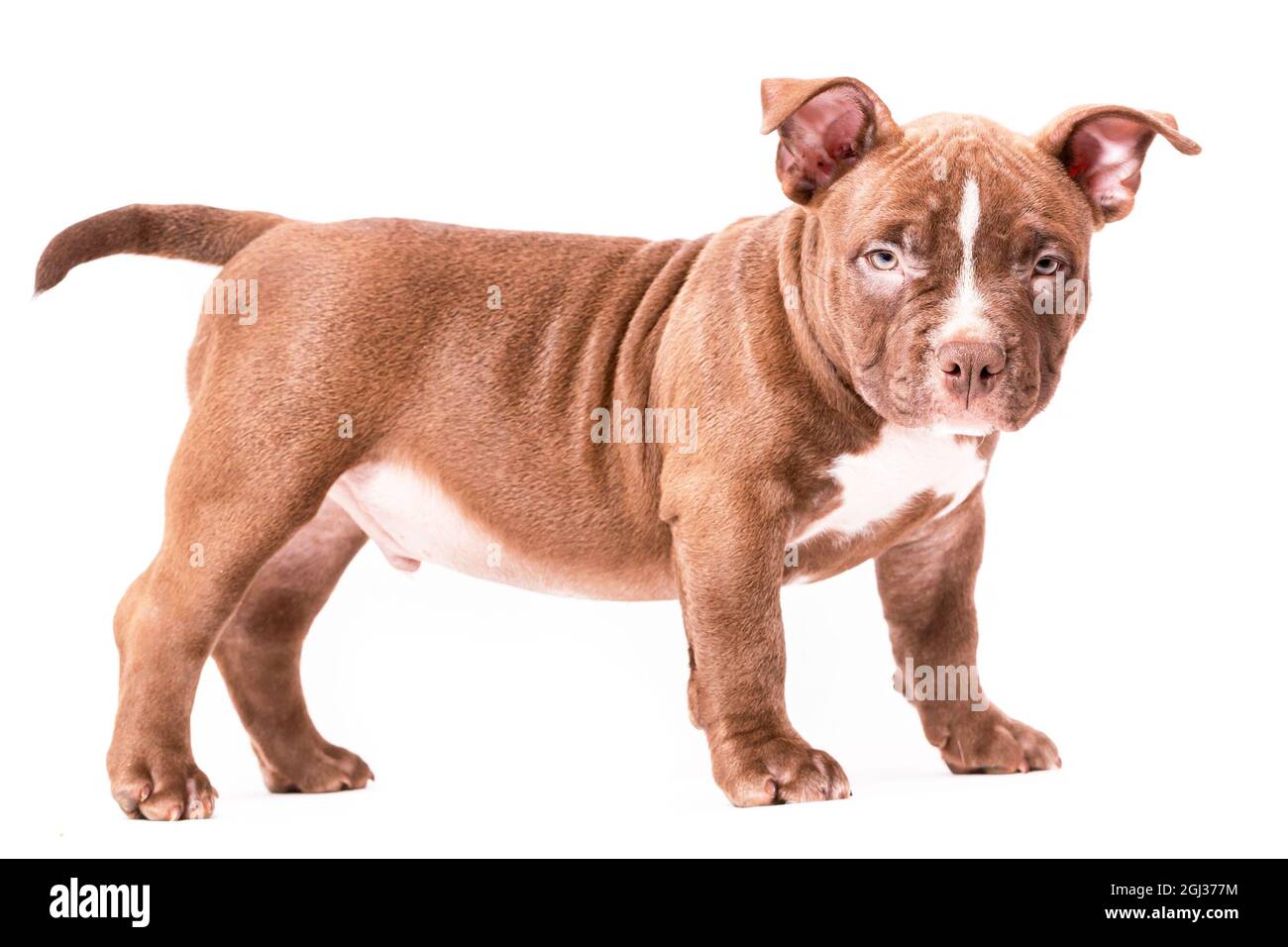 Brown American Bully