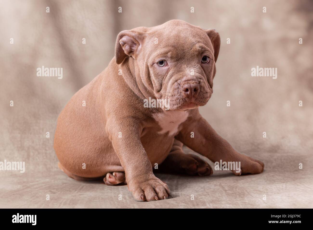 A sad brown American bully puppy sits on its side. Closeup, light