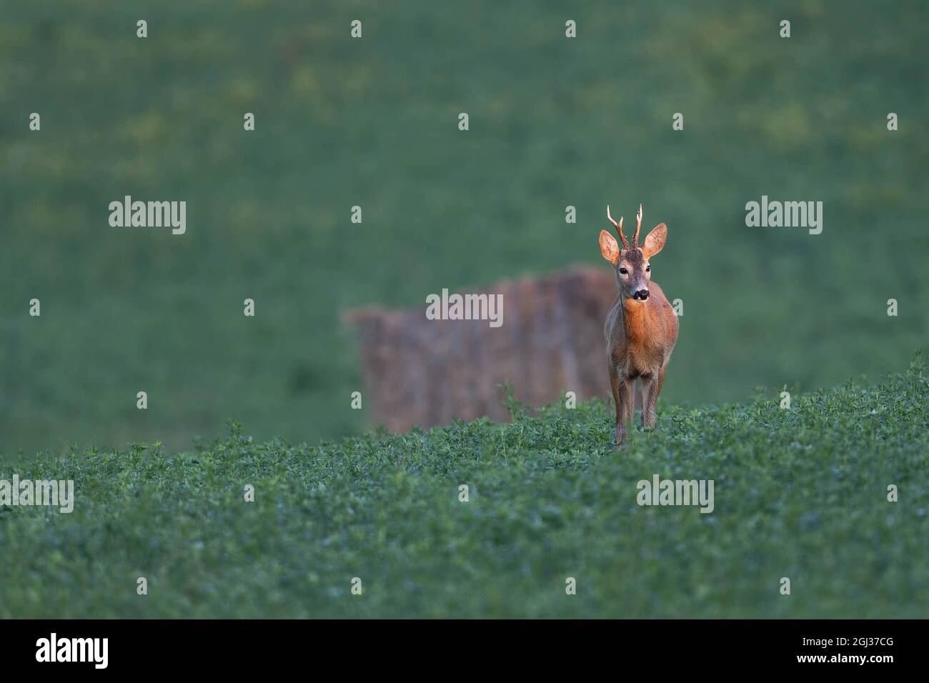 Roe deer uk hi-res stock photography and images - Alamy
