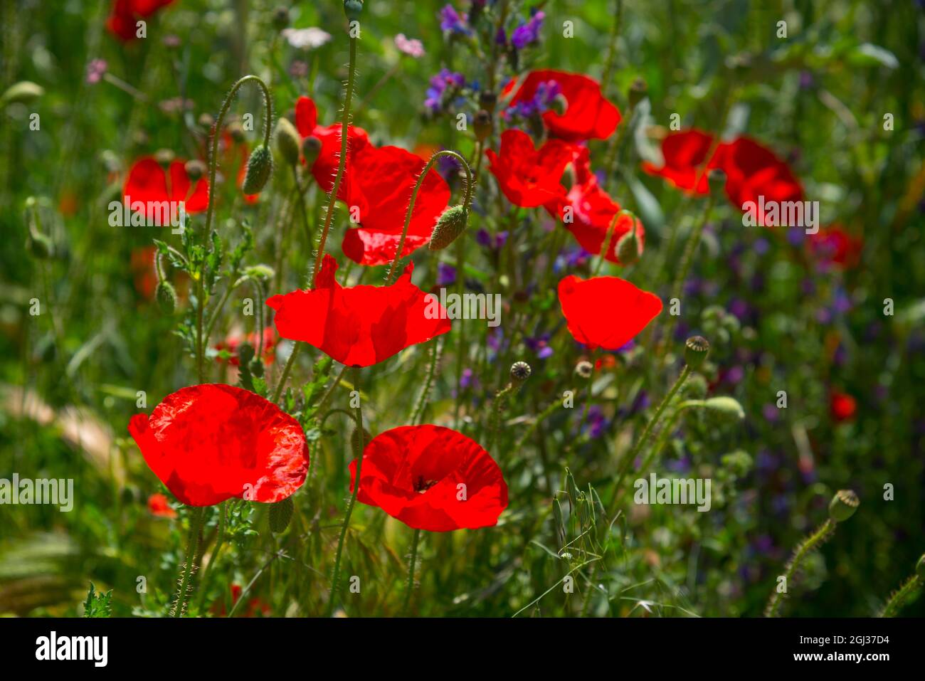 Poppy red fondo hi-res stock photography and images - Alamy