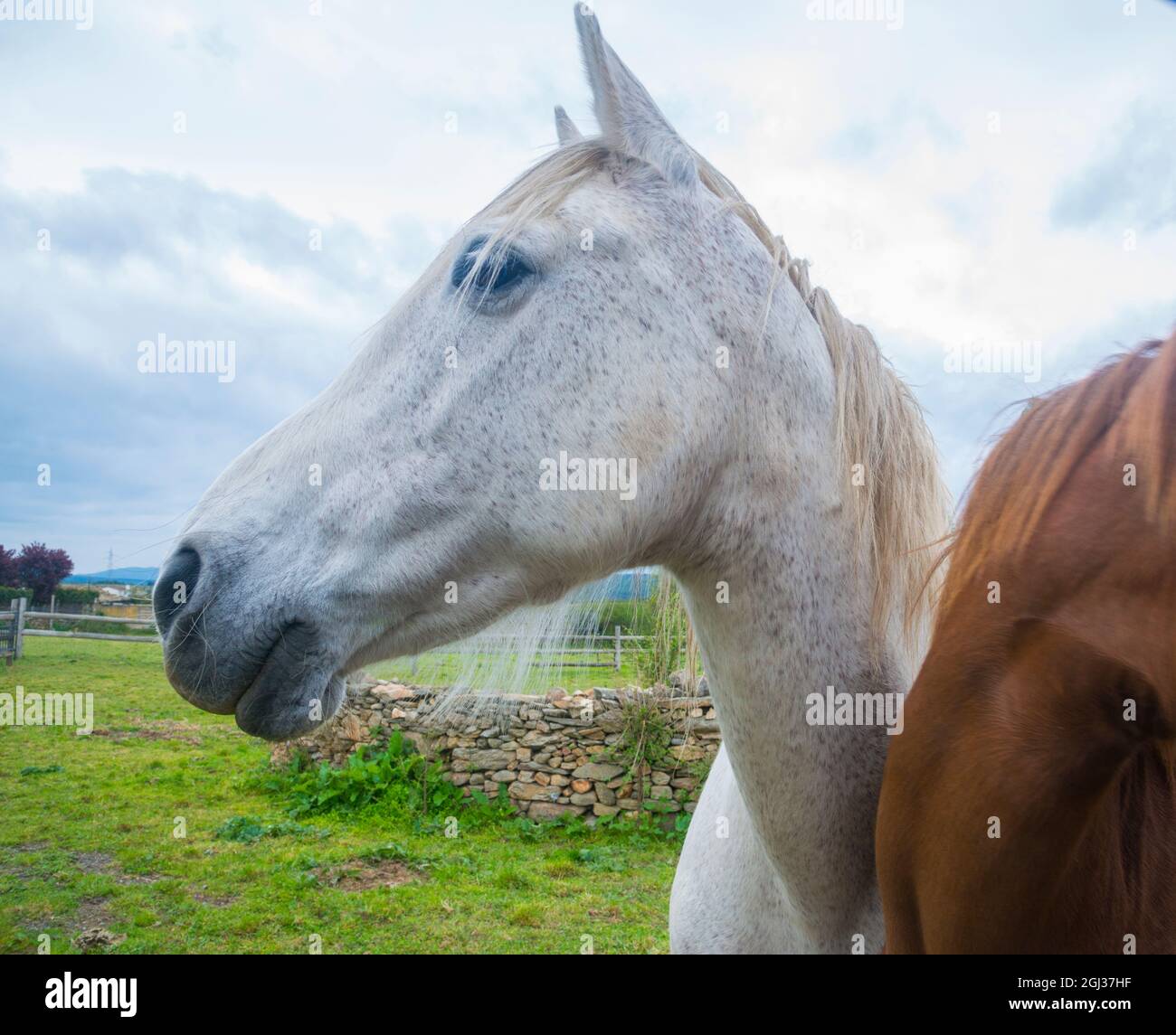 White horse head Stock Photo Alamy