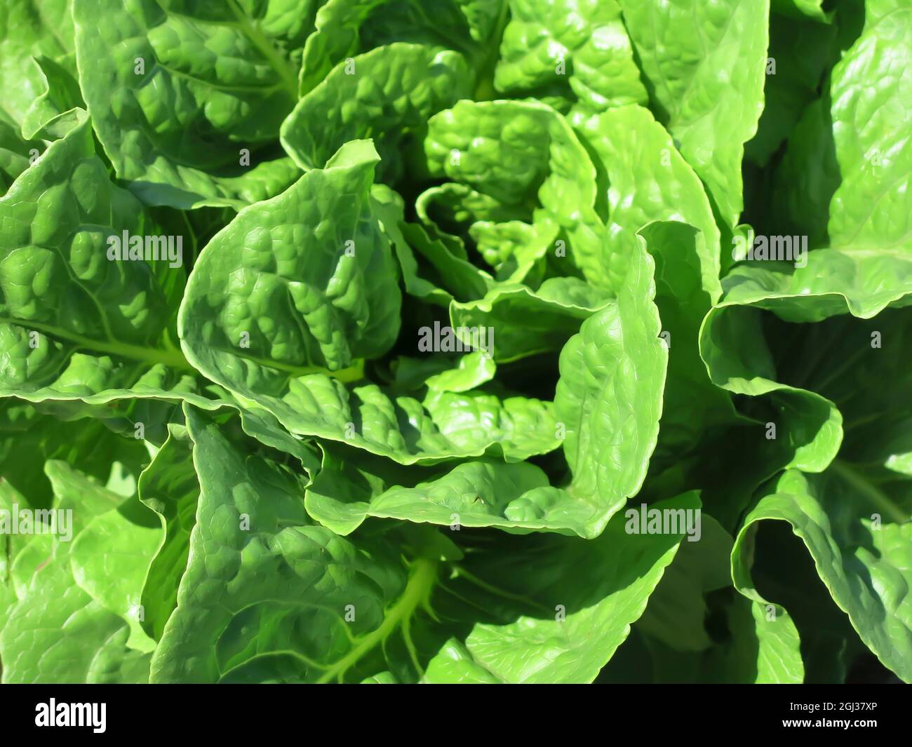 Lactic sativa hires stock photography and images Alamy