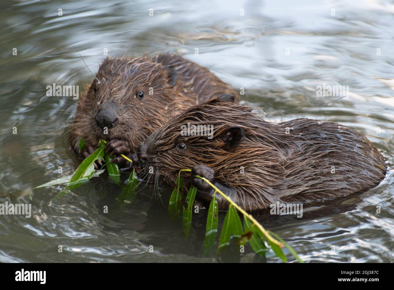 Young beavers are eating a willow twig, Moscow, Russia Stock Photo