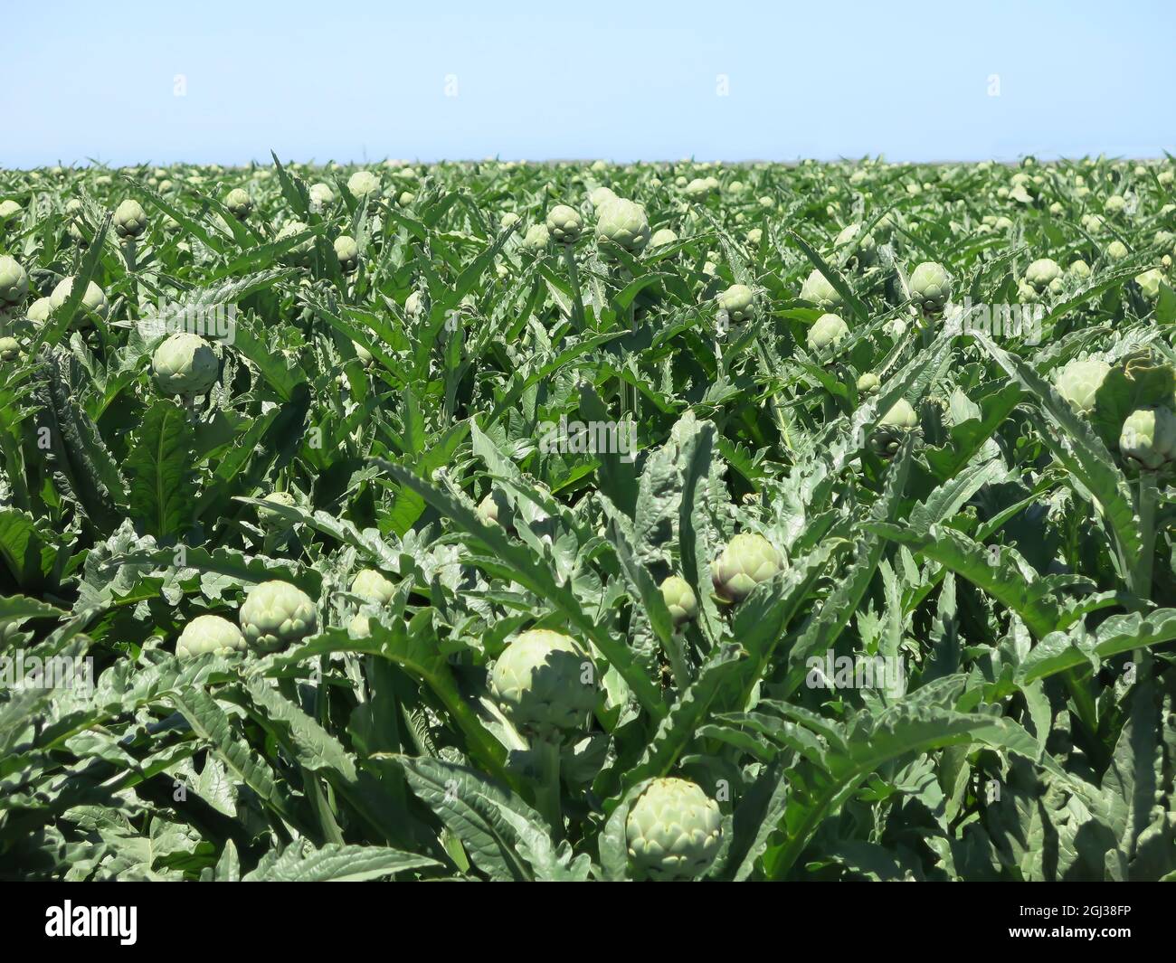 Castroville hires stock photography and images Alamy