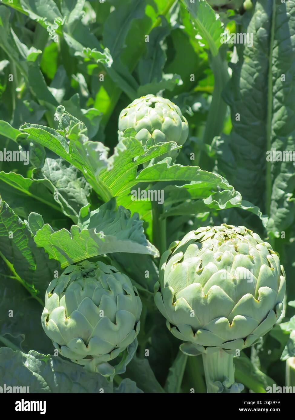 Agriculture castroville hires stock photography and images Alamy