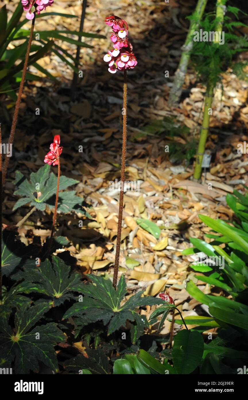 star begonia, Begonia heracleifolia var. nigricans, begónia, America Stock  Photo - Alamy