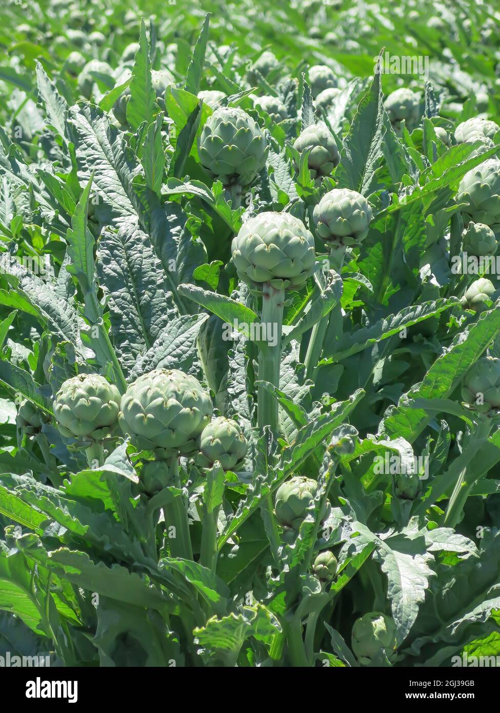 Castroville hires stock photography and images Alamy