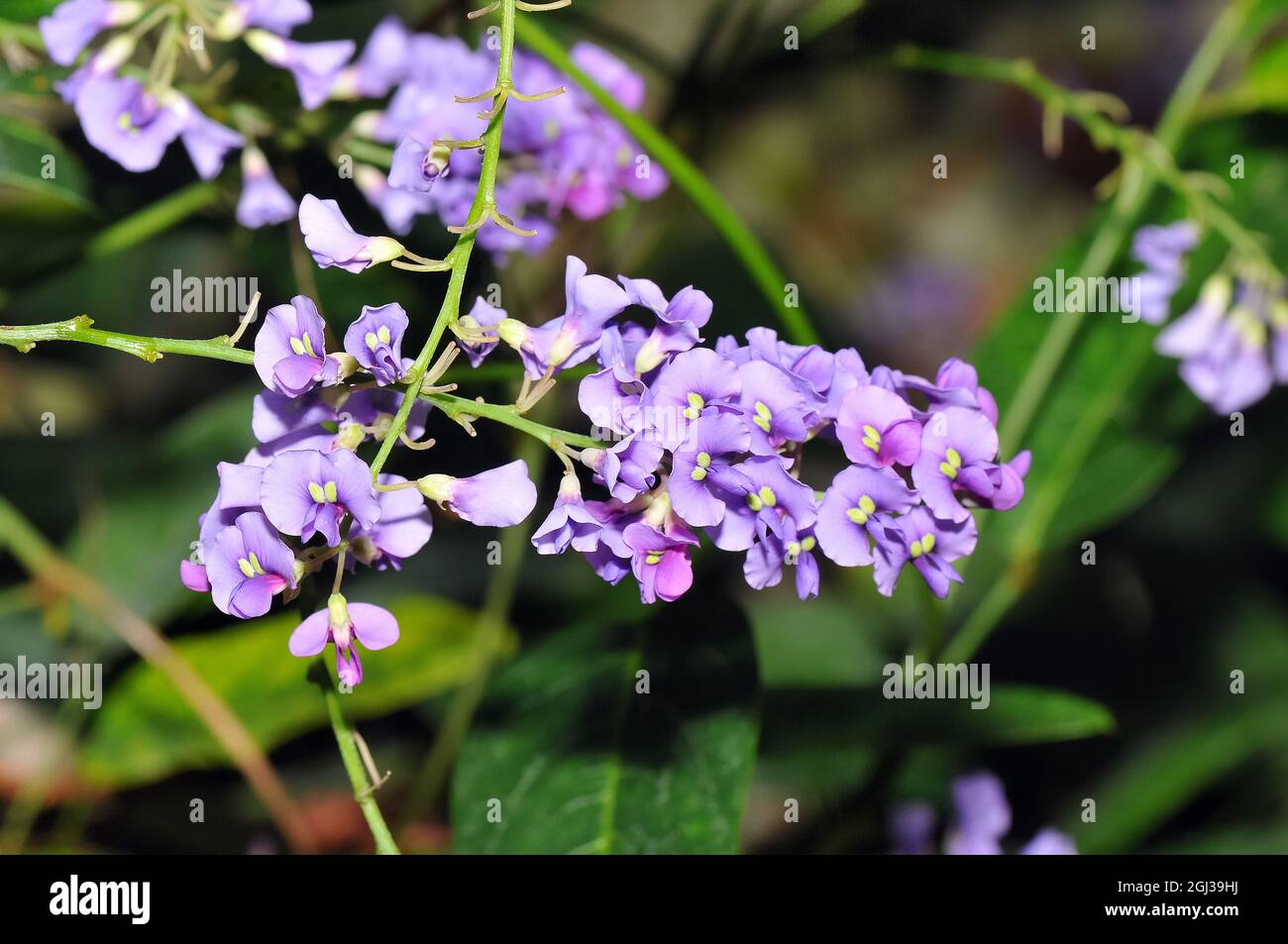 false sarsaparilla, purple coral pea, waraburra, wild sarsaparilla, Hardenbergia violacea, Australia Stock Photo