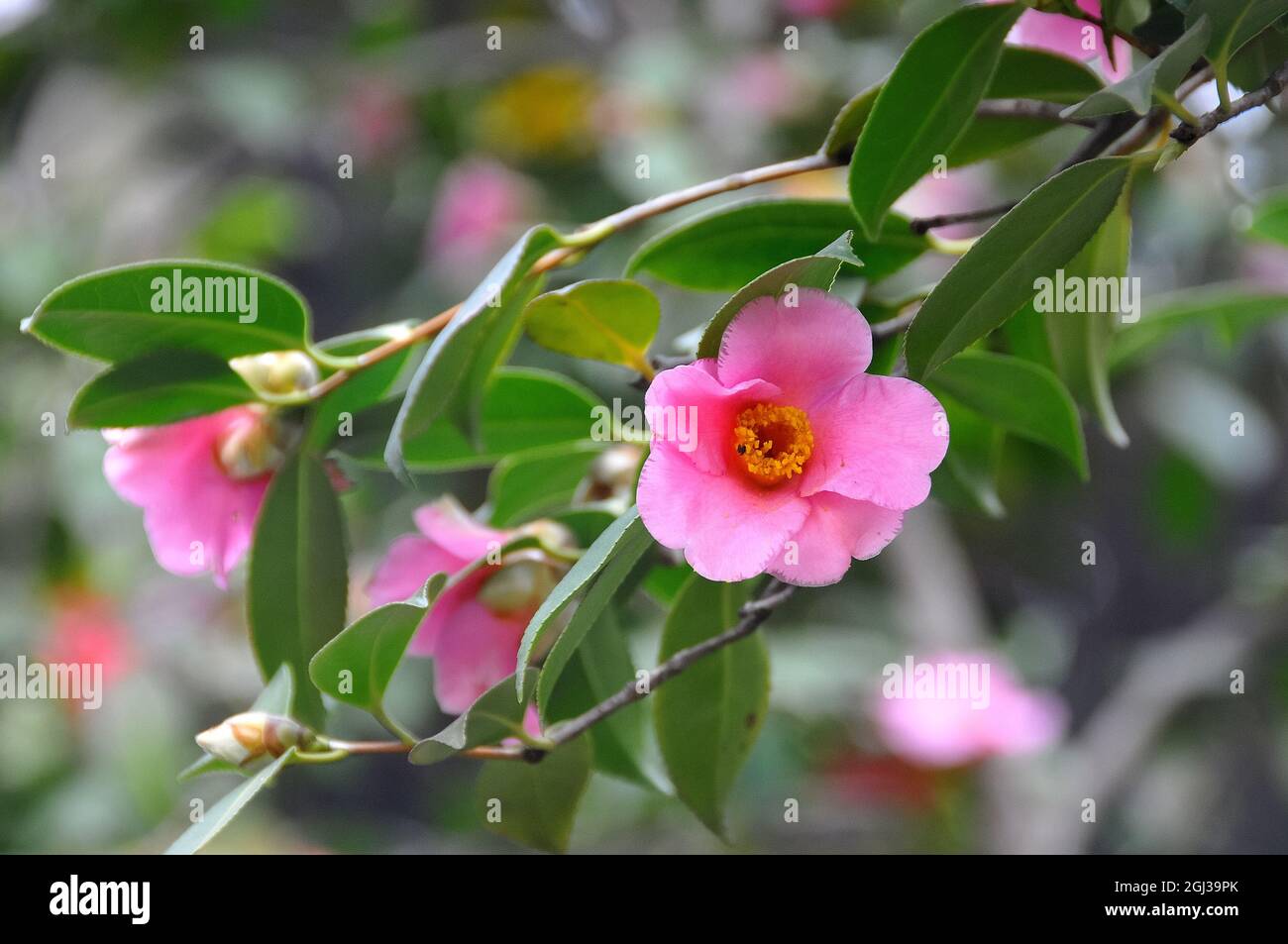 Kamelie, Camellia saluenensis, kamélia, China, Asia Stock Photo