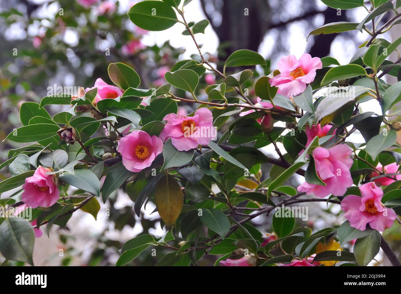 Kamelie, Camellia saluenensis, kamélia, China, Asia Stock Photo