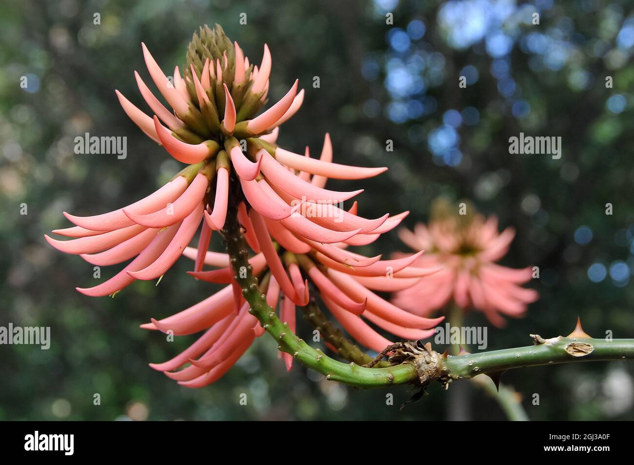 Erythrina speciosa var. rosea, korallfa, Brazil, America Stock Photo