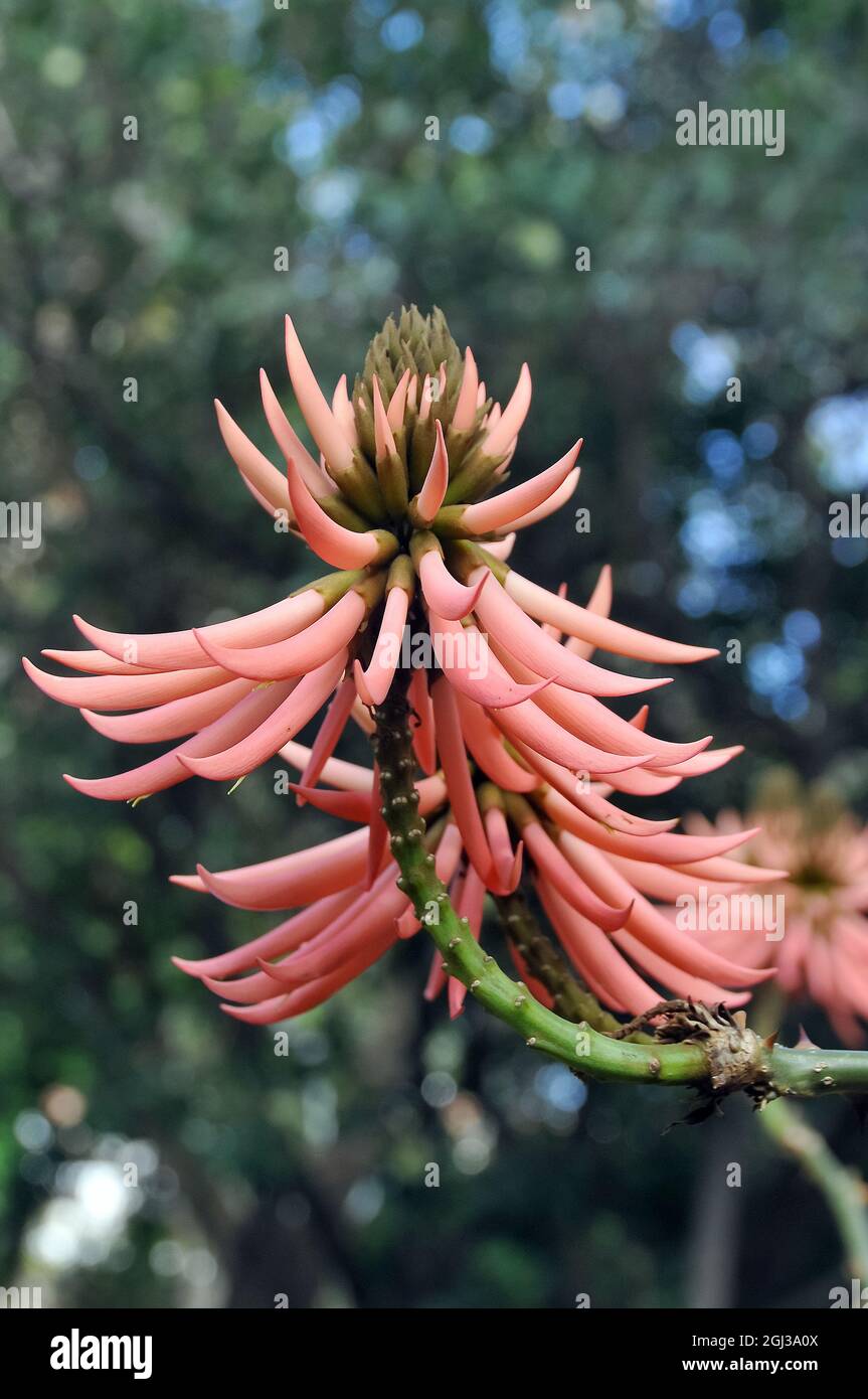 Erythrina speciosa var. rosea, korallfa, Brazil, America Stock Photo