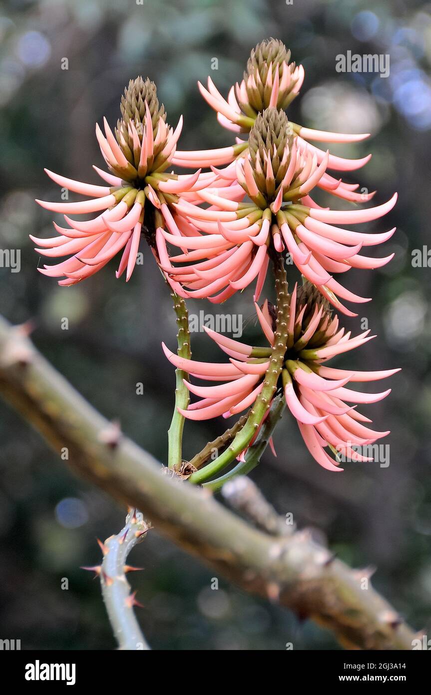 Erythrina speciosa var. rosea, korallfa, Brazil, America Stock Photo