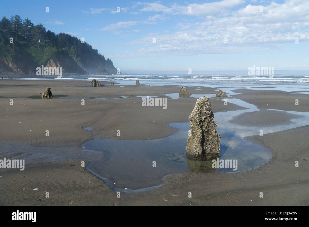 Drowned trees at Neskowin, on the Oregon Coast, USA, a ghost forest formed by sudden subsidence from a subduction zone earthquake 1600 years ago. Stock Photo