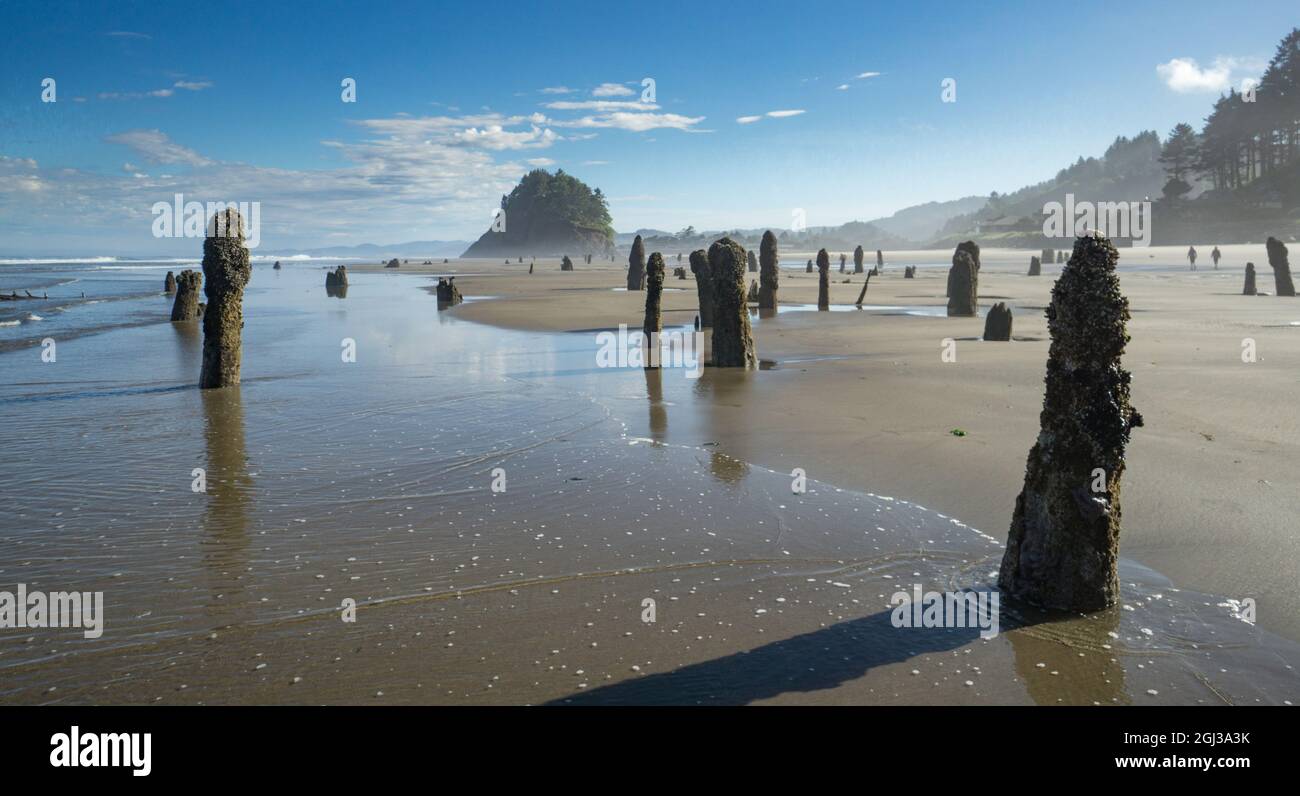 Drowned trees at Neskowin, on the Oregon Coast, USA, a ghost forest formed by sudden subsidence from a subduction zone earthquake 1600 years ago. Stock Photo