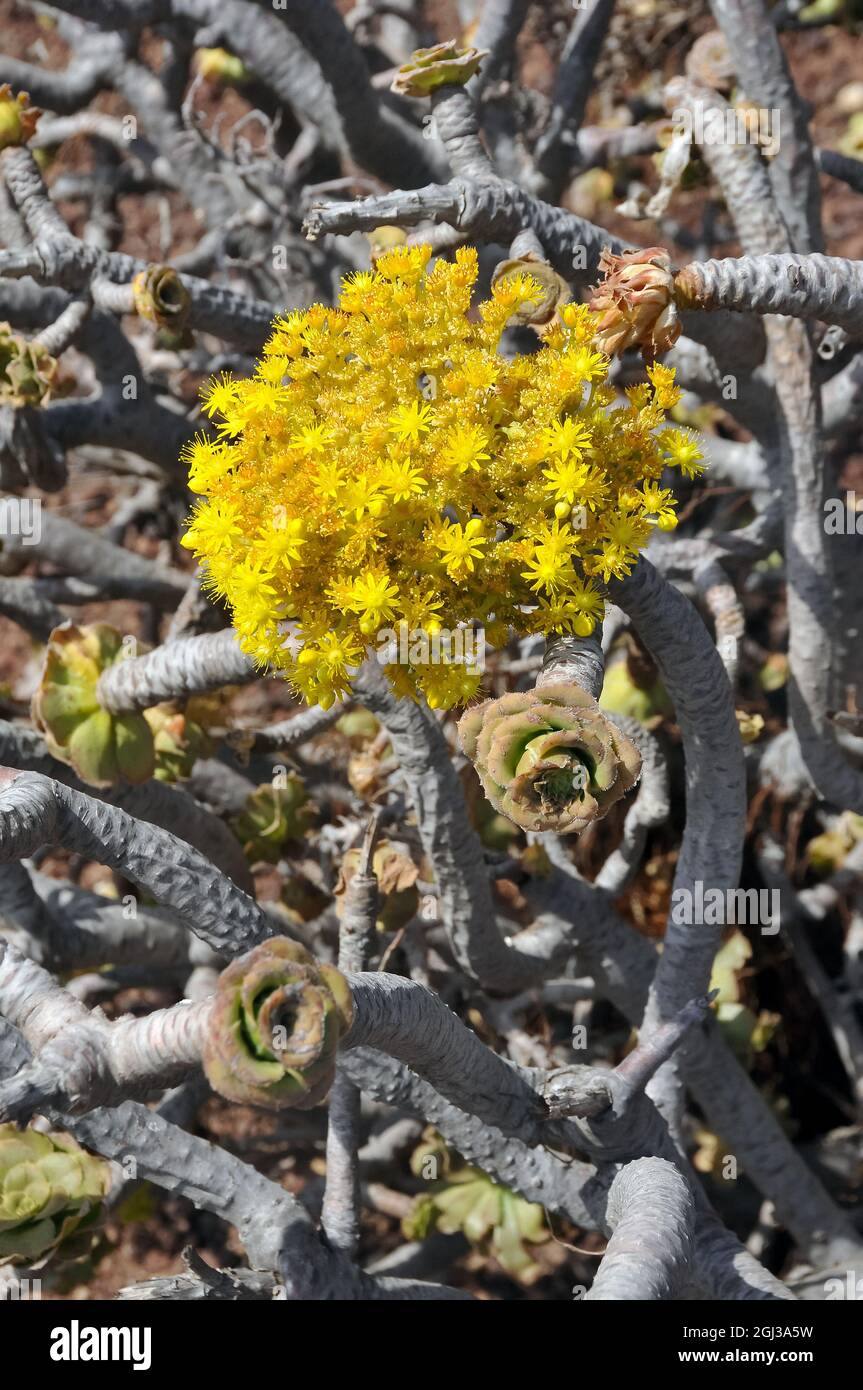 Aeonium undulatum, kövirózsa, Gran Canaria Stock Photo