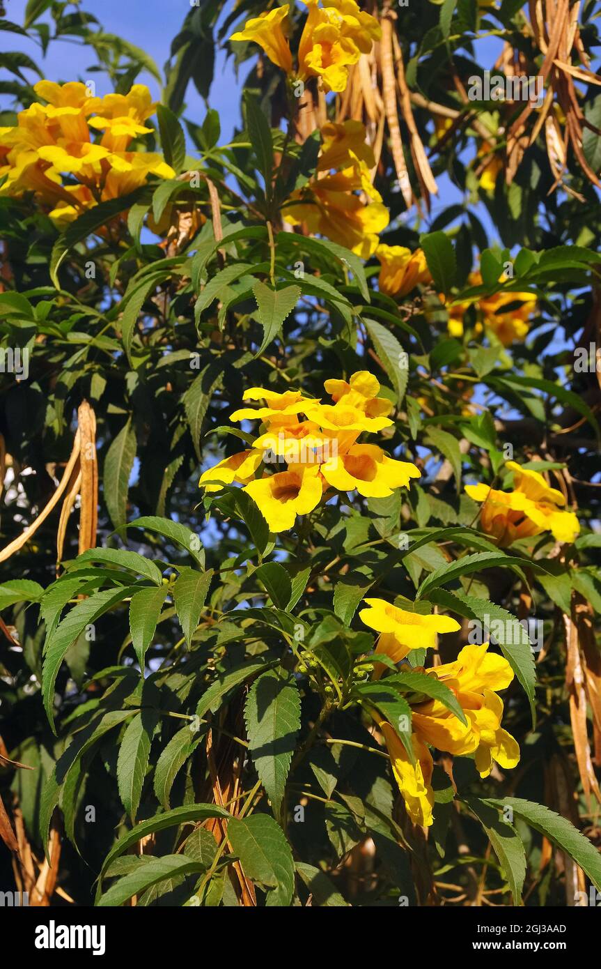 Bush Allamanda, Oleander-Leaved Allamanda, Allamanda neriifolia, oleander dzsungelharang, Brazil, America Stock Photo