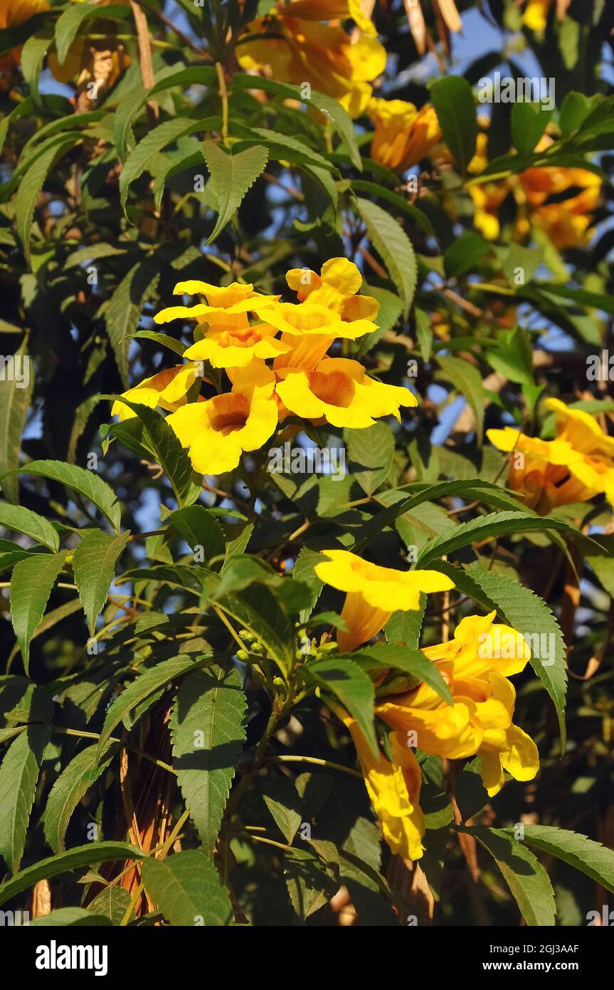 Bush Allamanda, Oleander-Leaved Allamanda, Allamanda neriifolia, oleander dzsungelharang, Brazil, America Stock Photo
